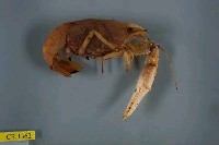 藏品(克氏原蝲蛄)的圖片